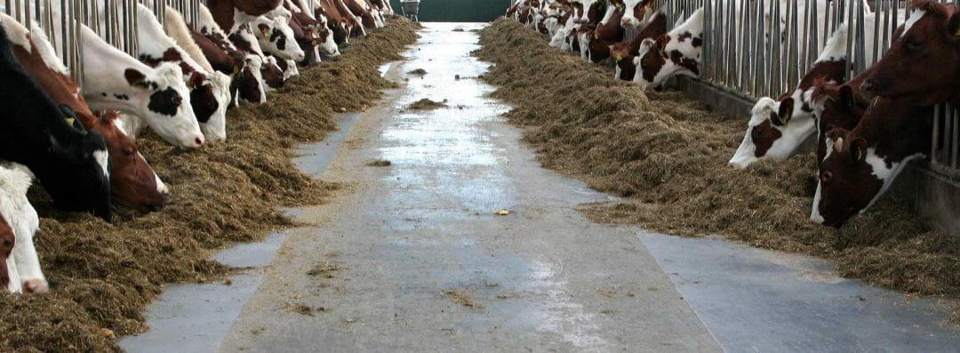 rundveehouderij2.jpg rundveehouderij2.jpg