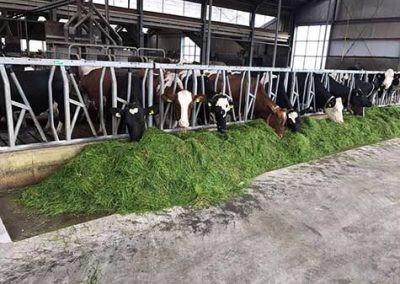 rundveehouderij5.jpg