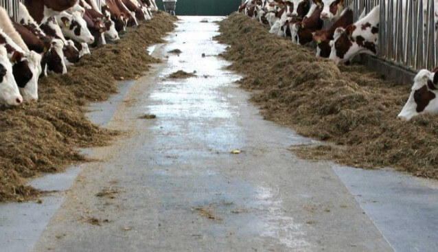 rundveehouderij2.jpg